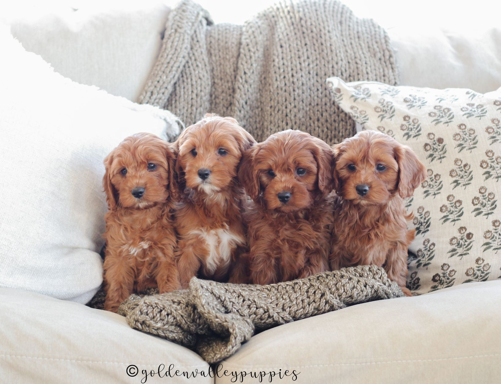 Cavapoo Litter, Cavapo puppy, Cavapoo Puppies near me