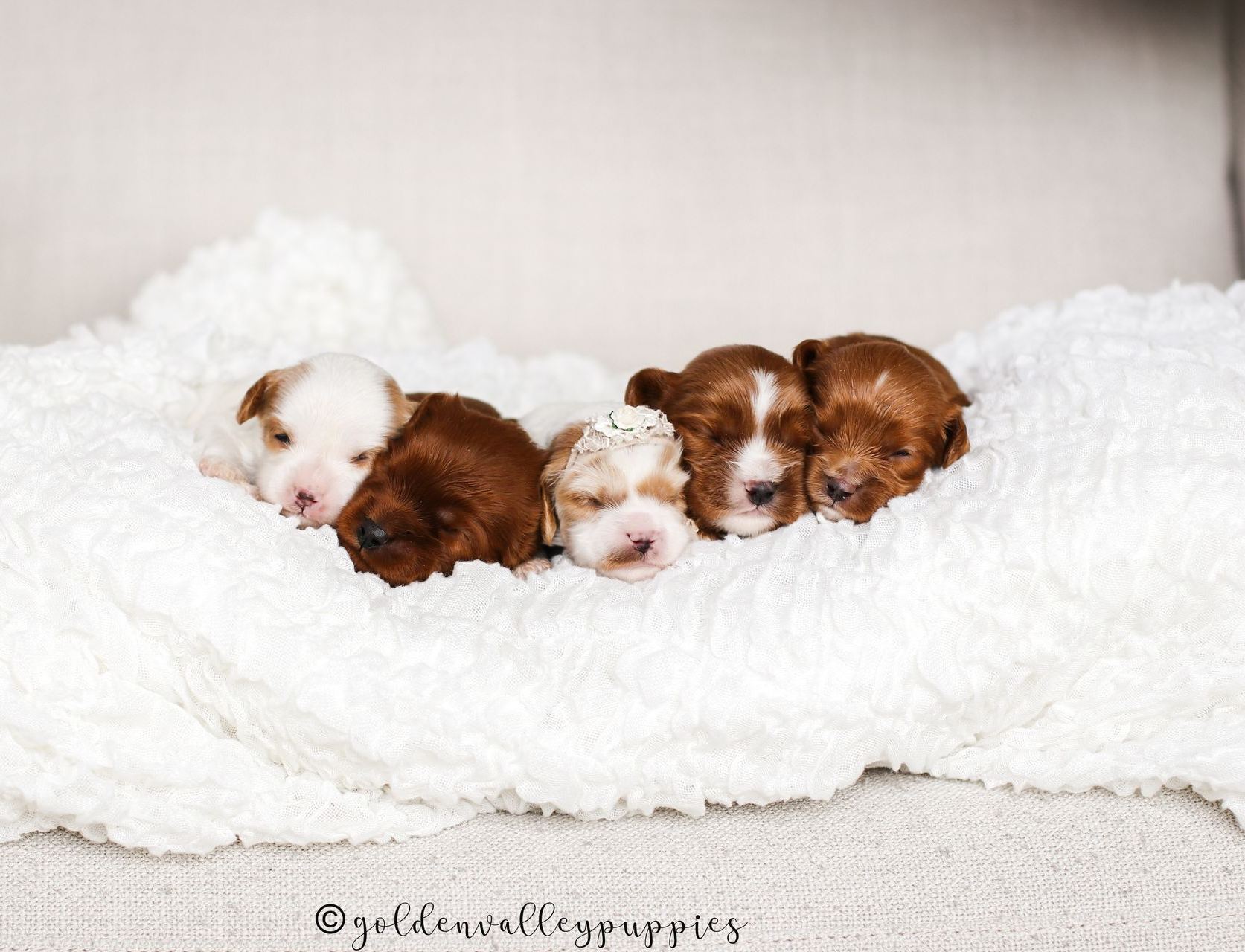 Cavapoo Breeder, cavapoo puppy, red cavapo puppy, puppies for sale