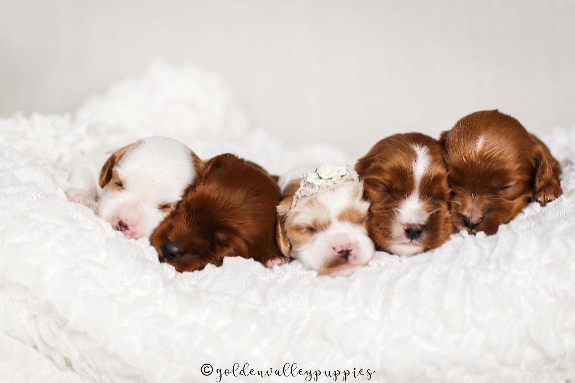 Cavapoo Puppies, Cavapoo Puppies for sale, cavapoo breeder, Doodle for sale