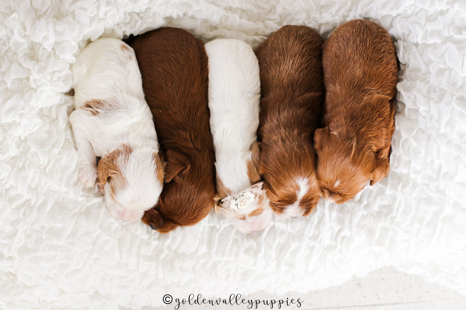 Cavapoo Puppies, Cavapoo Puppies for sale, cavapoo breeder, Doodle for sale