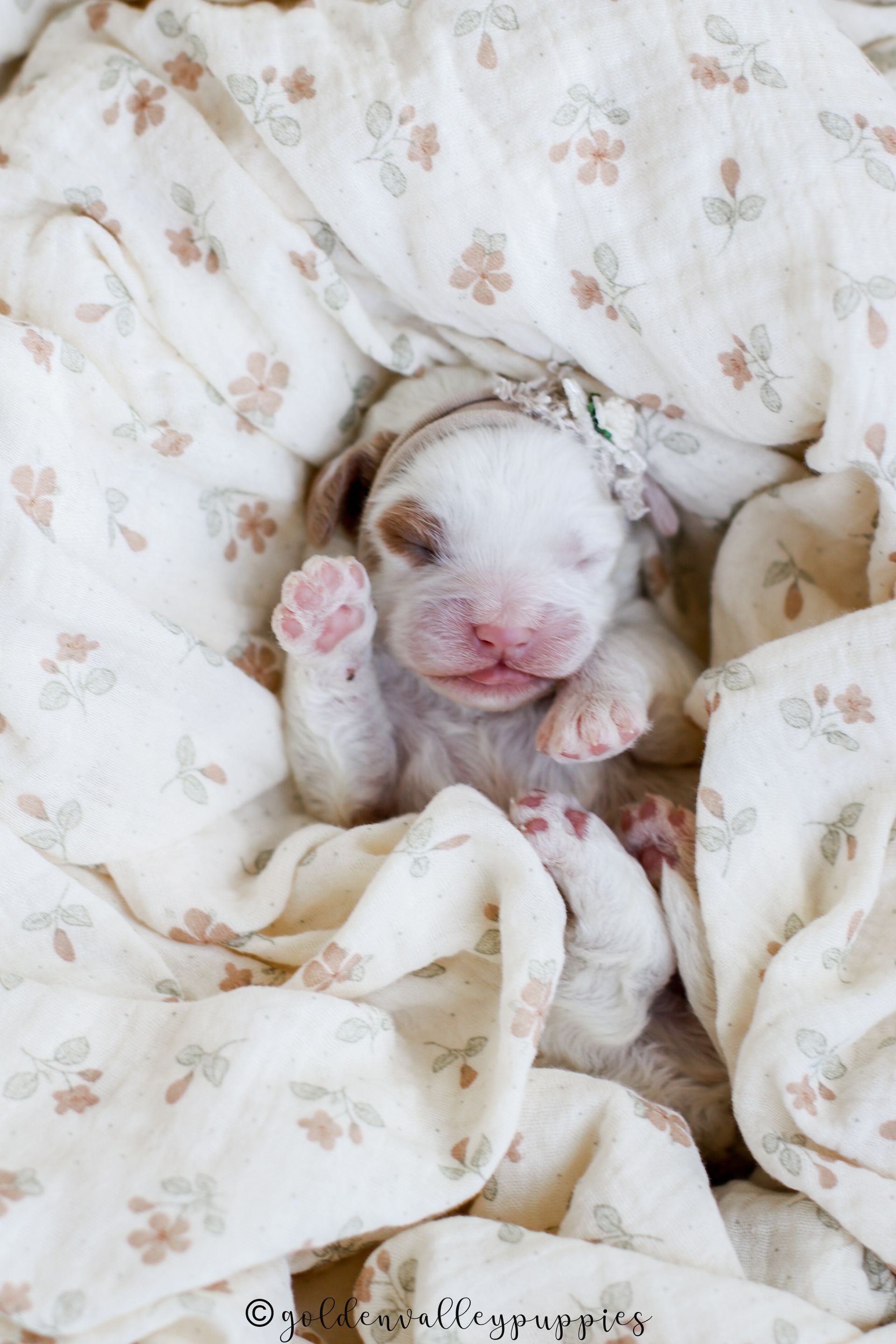 Cavapoo puppies available near me, cavapoo puppies for sale, cavapoo litter in a puppy bed