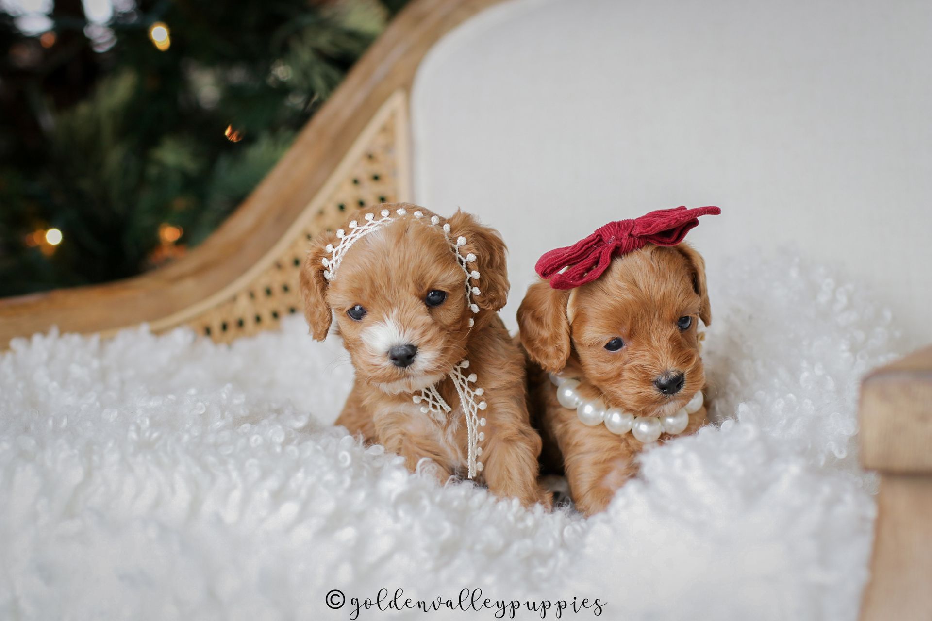 Cavapoo Puppy, Cavapoo Puppies for sale, Cavapoo Breeder