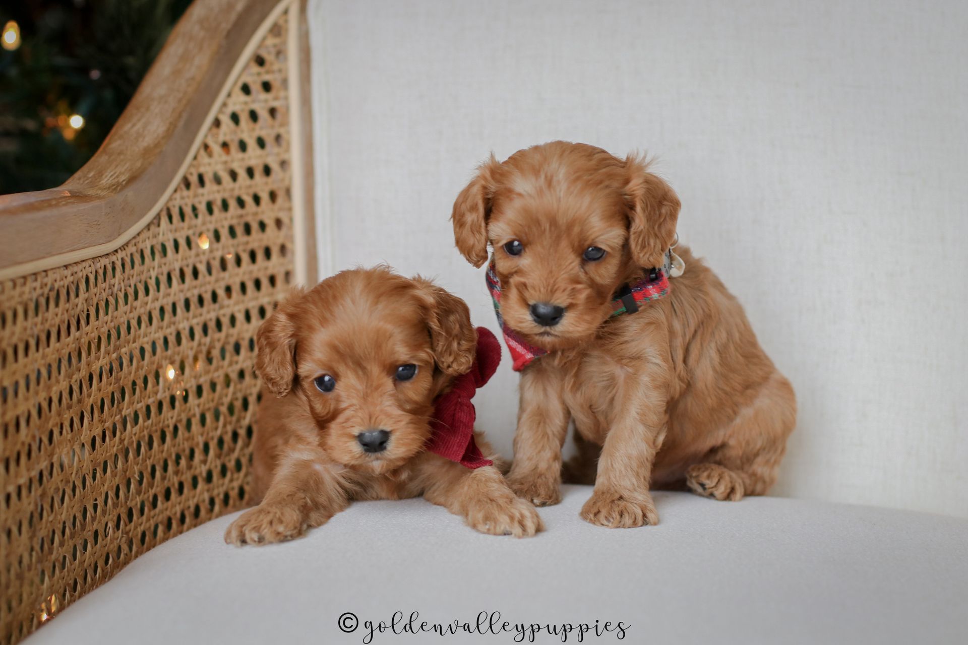Cavapoo Puppy, Cavapoo Puppies for sale, Cavapoo Breeder