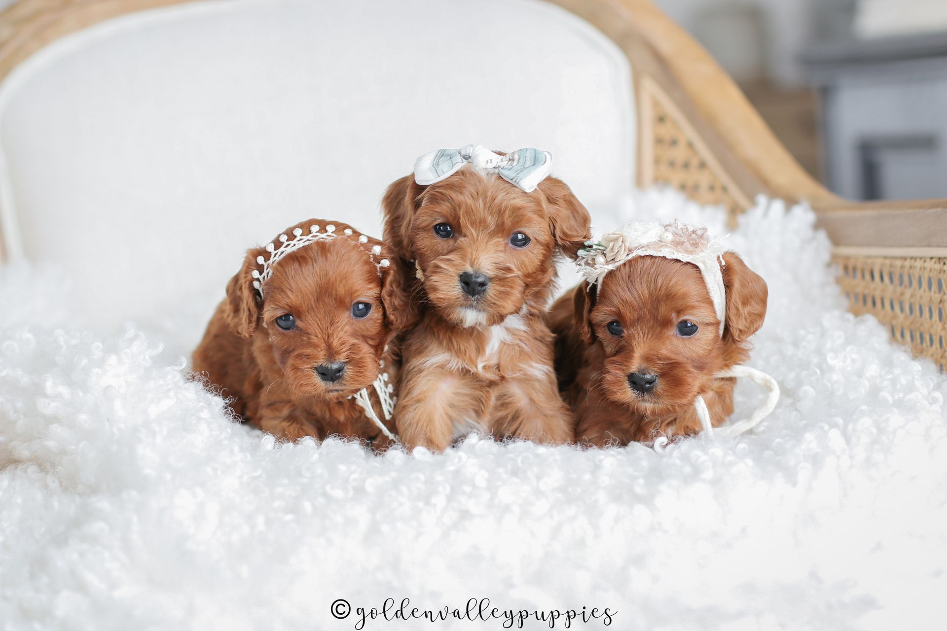 Available cavapoo puppy near me, Cavapoo breeder near me, Cavapoo Puppy for sale