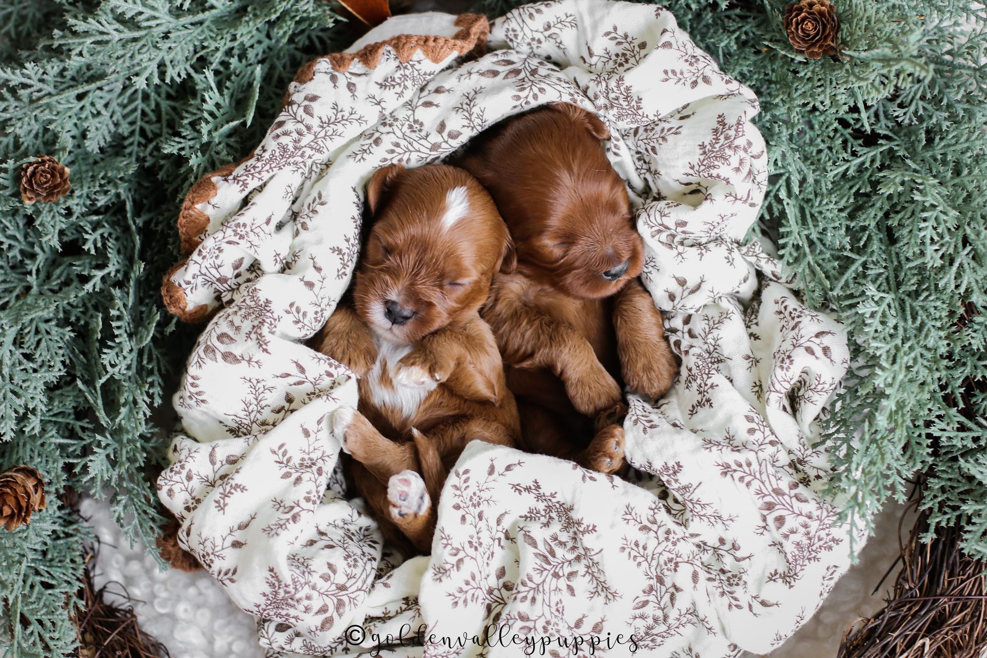 Cavapoo Breeder, cavapoo puppy, red cavapo puppy, puppies for sale