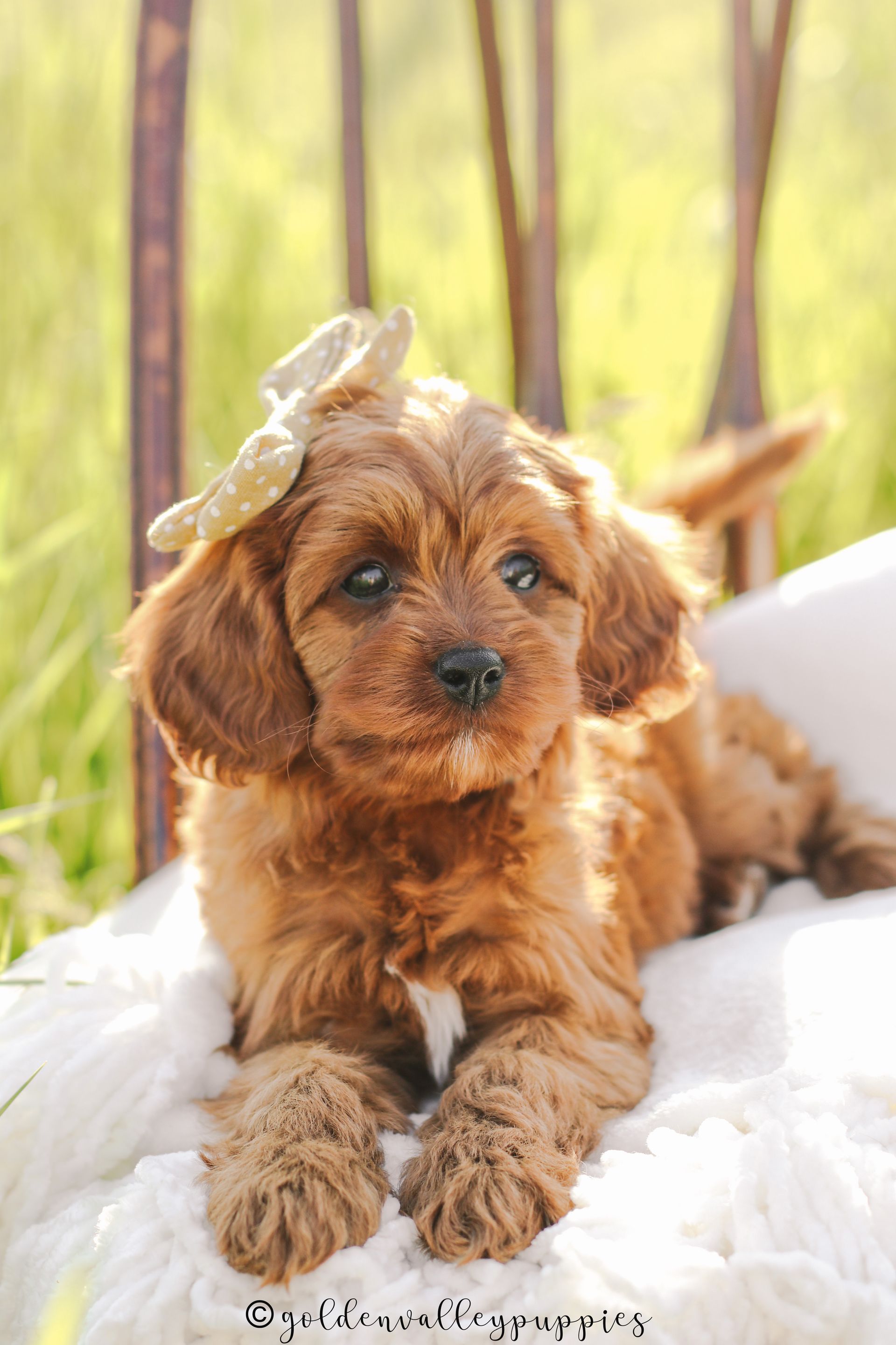 Cavapoo Puppies, Cavapoo Puppy, Cavapoo Puppies for sale, Cavapoo Breeder, Puppies for sale, Cavapoo for sale near me