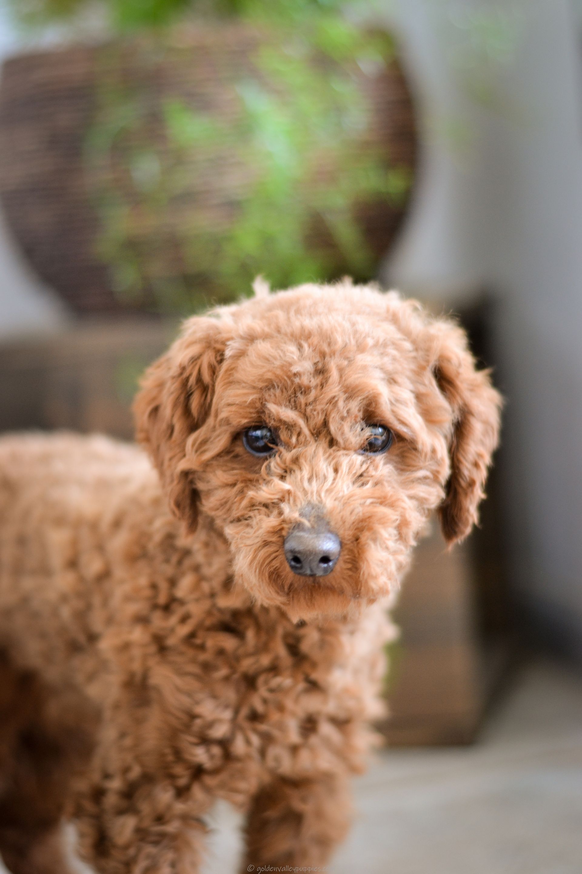Curly brown puppy standing indoors, looking at the camera, poodle puppy, doodle