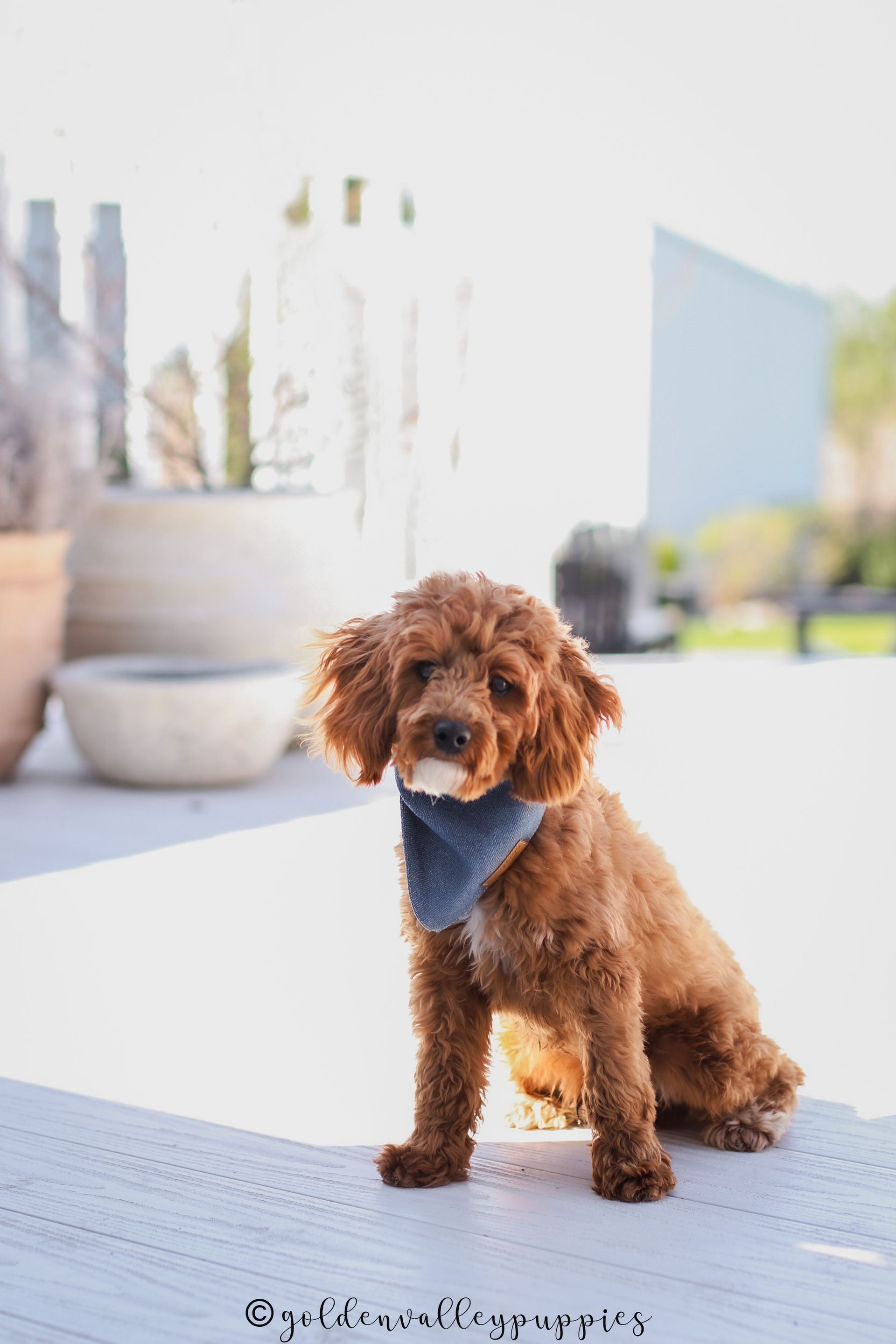 Cavapoo Puppies, Cavapoo Puppy, Cavapoo Puppies for sale, Cavapoo Breeder, Puppies for sale, Cavapoo for sale near me