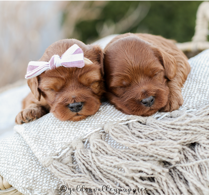 Two sleeping Cavapoo red-brown puppies snuggled on a blanket, one with a lavender bow.