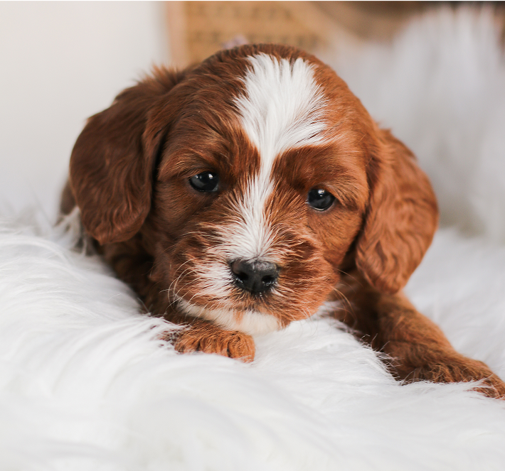 A cute, red-brown Cavapoo puppy with a white blaze on its head, lying on white fur.