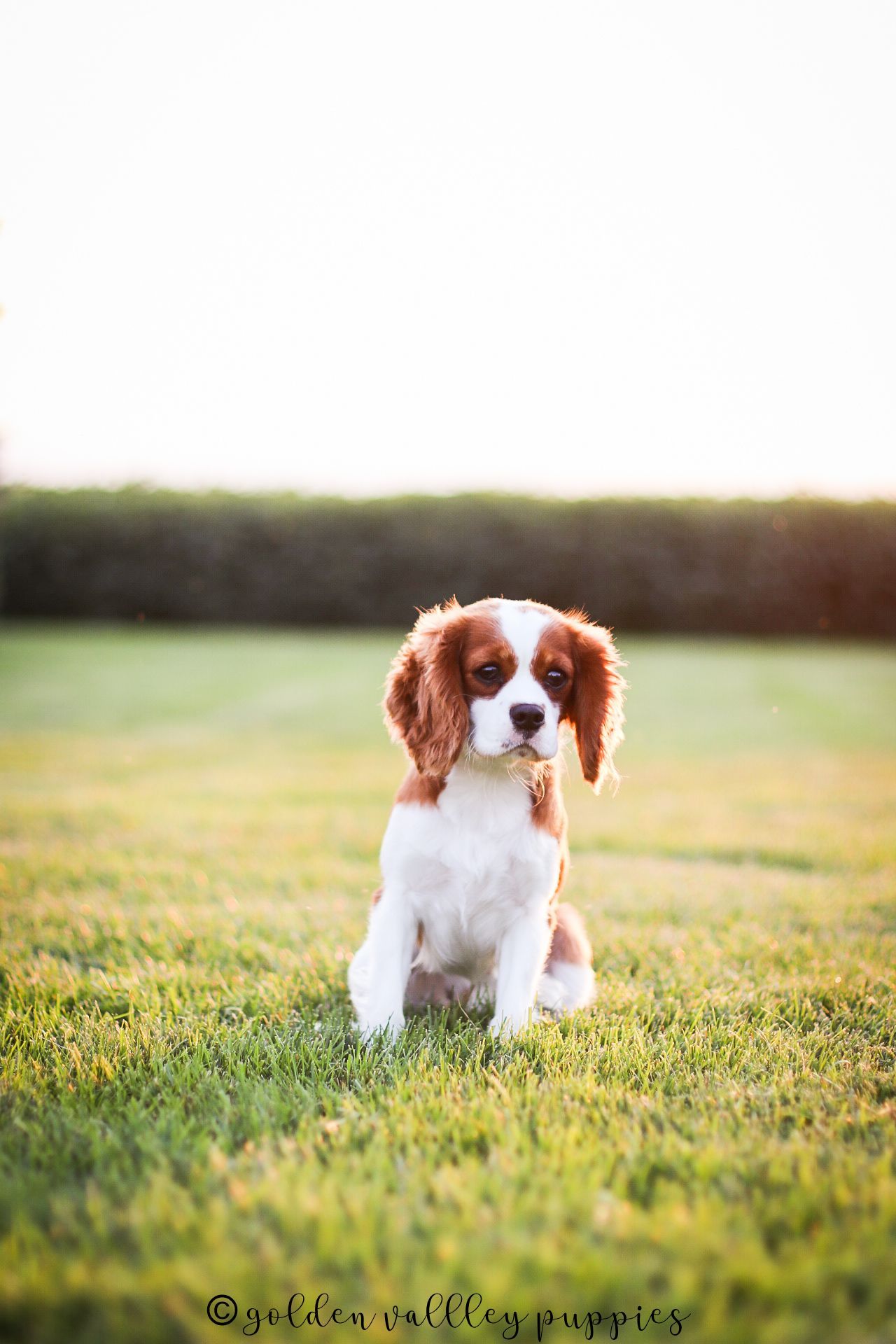 Cavapoo Puppies, Cavapoo Puppy, Cavapoo Puppies for sale, Cavapoo Breeder, Puppies for sale, Cavapoo for sale near me