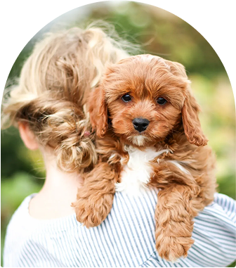 Cavapoo Puppy Tips: Essential Tricks for Happy, Healthy Pets