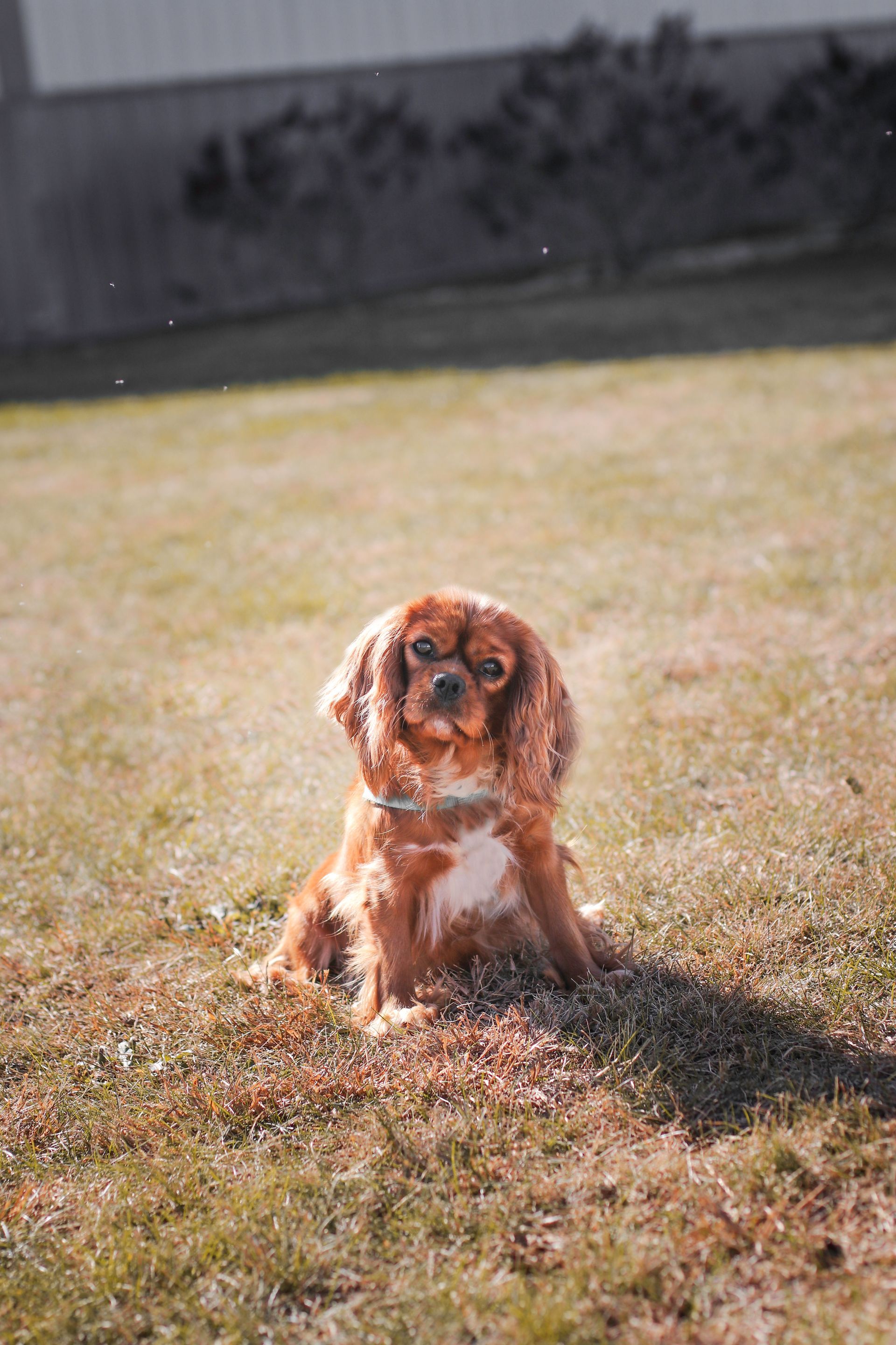 Cavapoo Puppies, Cavapoo Puppy, Cavapoo Puppies for sale, Cavapoo Breeder, Puppies for sale, Cavapoo for sale near me