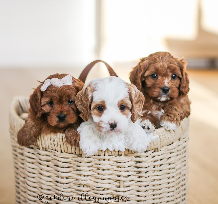 Adorable cavapoo puppies in a basket, cavapoo puppy
