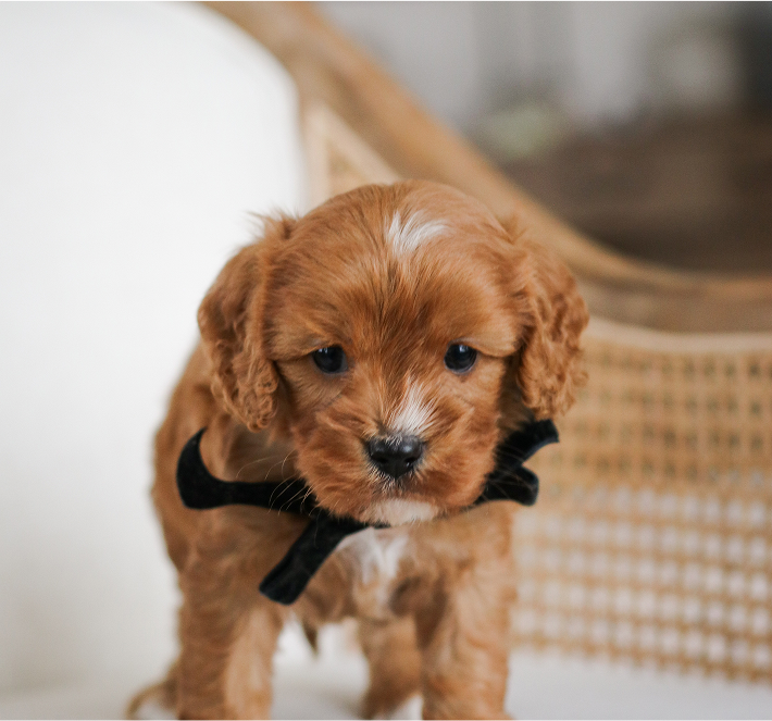 Cavapoo Puppies for sale, Cavapoo Puppy available