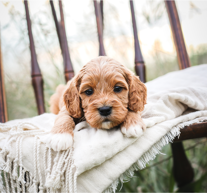 Cavapoo Puppies for sale, cavapoo breeder near me