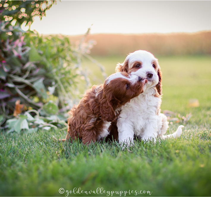 Two brown and white puppies playing in the grass, one licking the other's face.
