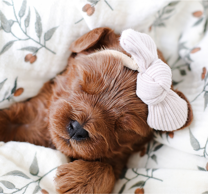 Sleeping Cavapoo brown puppy with a white bow in a floral blanket.