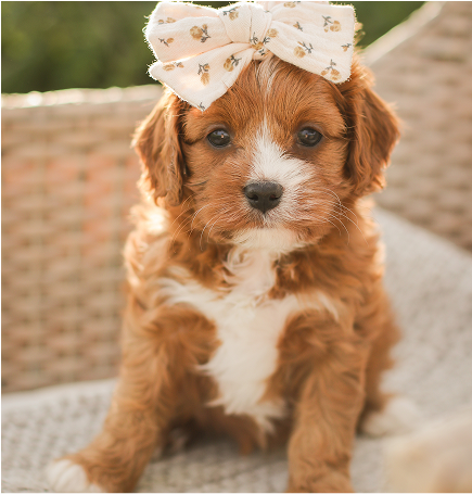 Cavapoo Puppies for sale, Cavapoo breeder, Cavapoo Puppy, Toy Cavapoo Puppies, Mini Cavapoo Puppies
