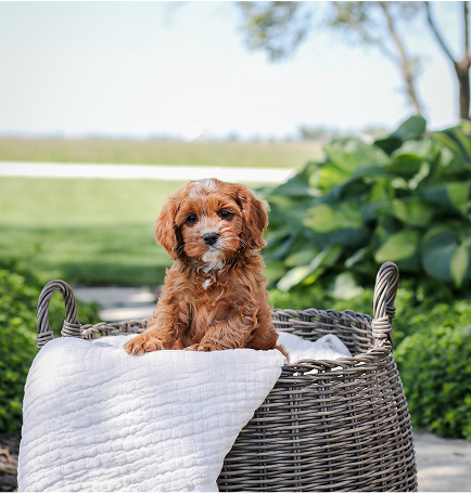 Cavapoo Puppies for sale, Cavapoo breeder, Cavapoo Puppy, Toy Cavapoo Puppies, Mini Cavapoo Puppies