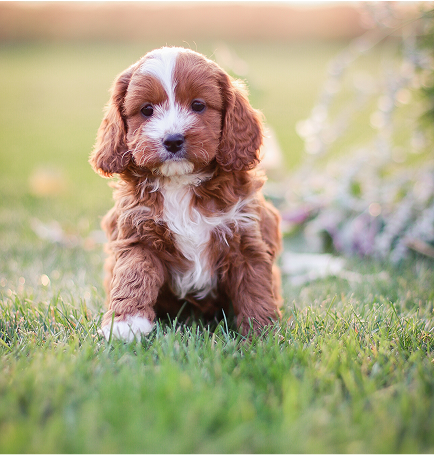 Cavapoo Puppies for sale, Cavapoo breeder, Cavapoo Puppy, Toy Cavapoo Puppies, Mini Cavapoo Puppies