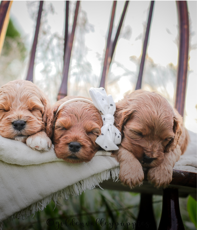 Cavapoo Puppy, Cavapoo Breeder, cavapoo puppies for sale near me