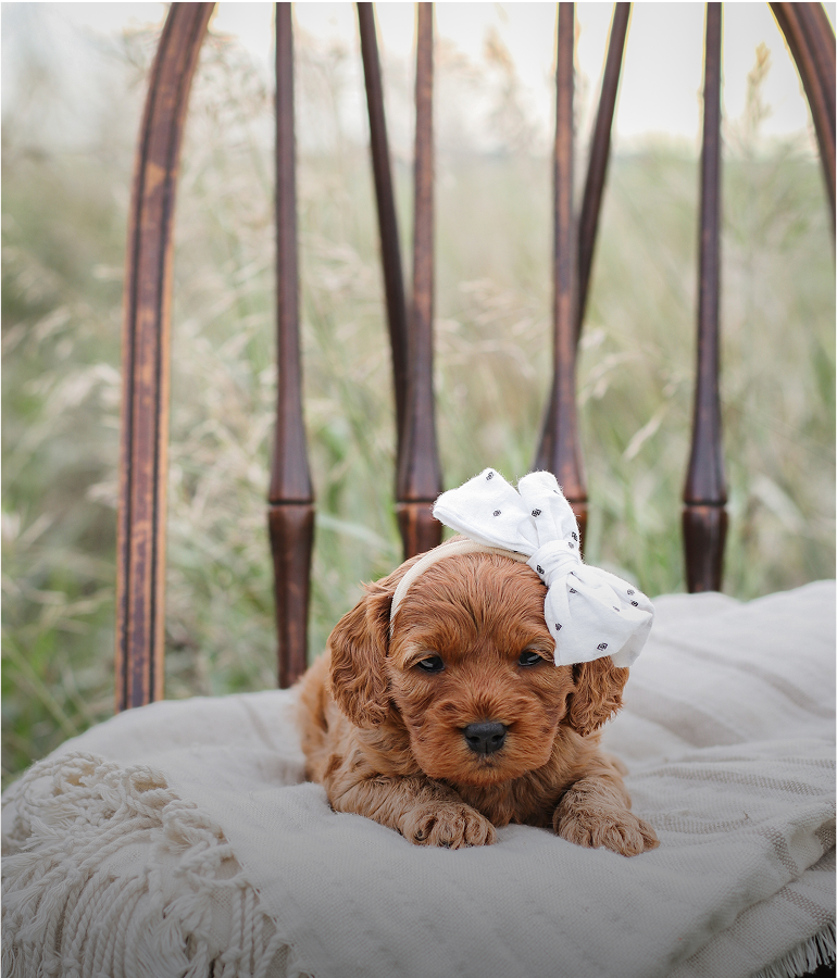 Cavapoo Puppy, Cavapoo Breeder, cavapoo puppies for sale near me