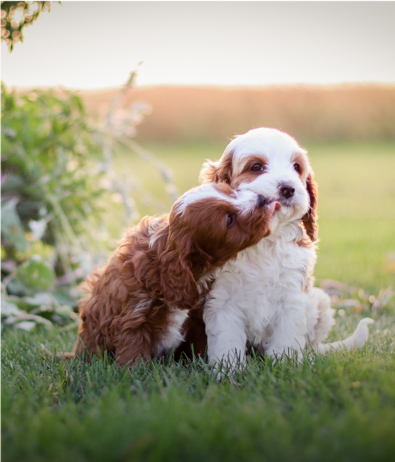 two cavapoo puppies, Cavapoo breeder, Cavapoo puppies for sale