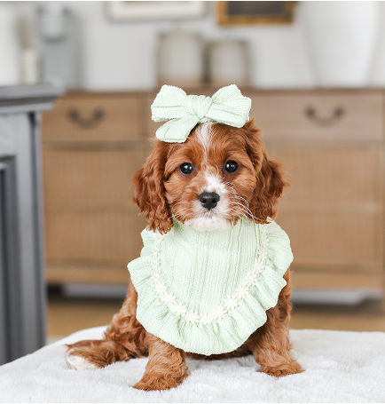 Cavapoo Puppies for sale, Cavapoo breeder, Cavapoo Puppy, Toy Cavapoo Puppies, Mini Cavapoo Puppies