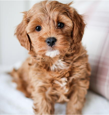 Cavapoo Puppies for sale, Cavapoo breeder, Cavapoo Puppy, Toy Cavapoo Puppies, Mini Cavapoo Puppies