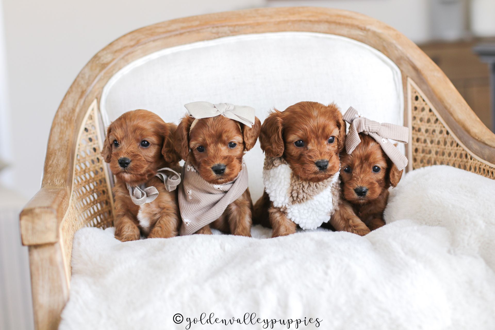 Cavapoo puppies for sale, Cavapoo Breeder, Litter of cavapo Puppies