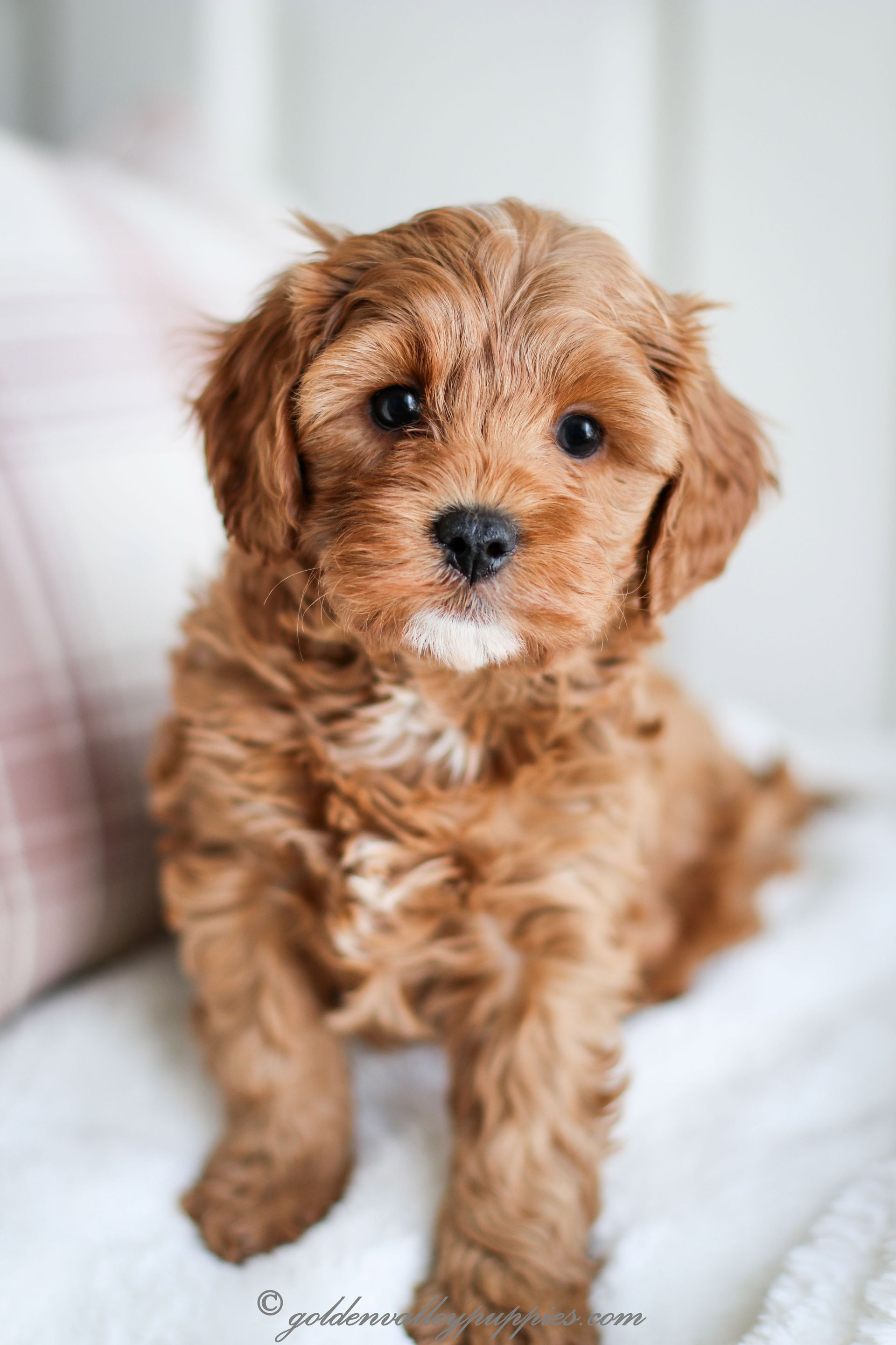 Cavapoo puppy, Golden Valley puppies, cavapoo