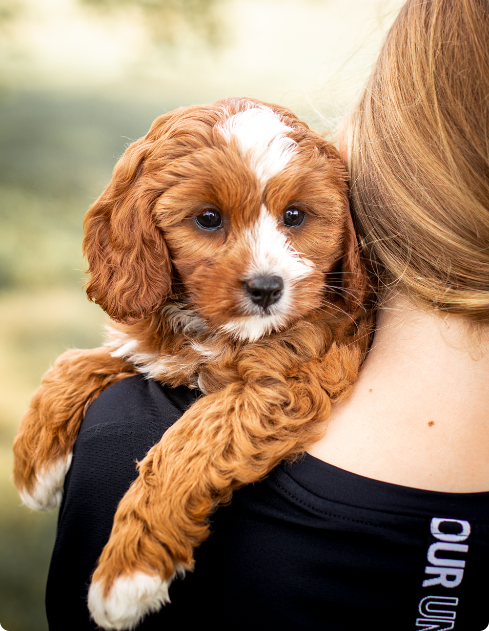 Cavapoo Puppy, Cavapoo Puppies for sale