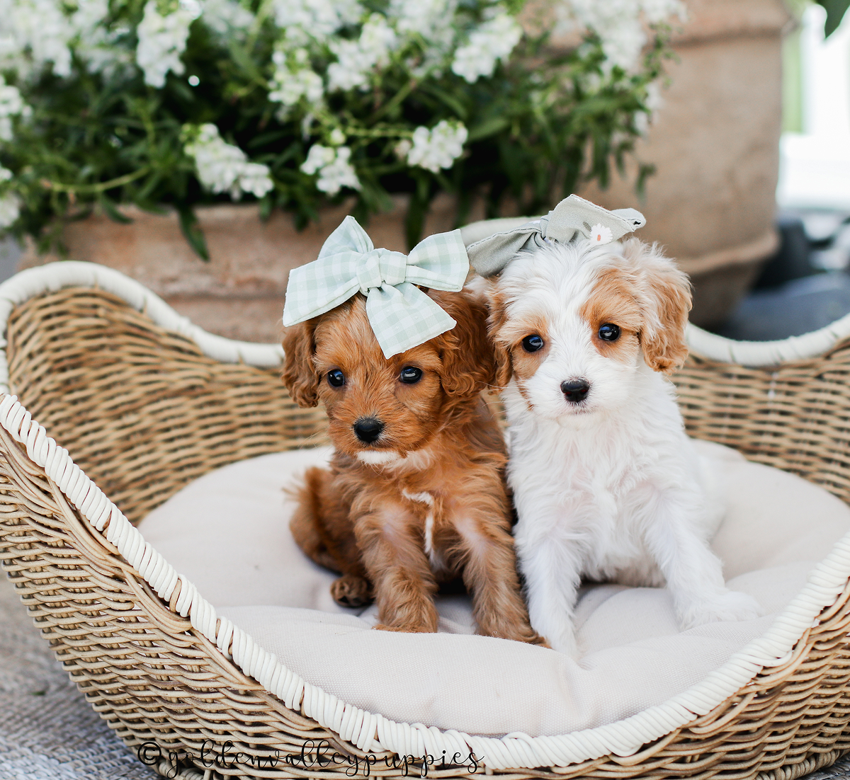 Cavapoo Puppies, Cavapoo, Blenheim Cavapoo, Cavapoo for sale