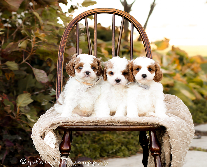 Cavapoo Puppies for sale, Cavapoo breeder, Cavapoo Puppy, Toy Cavapoo Puppies, Mini Cavapoo Puppies