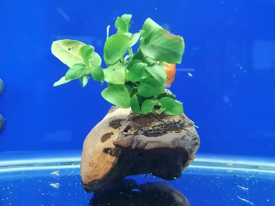 decorazione per l'acquario