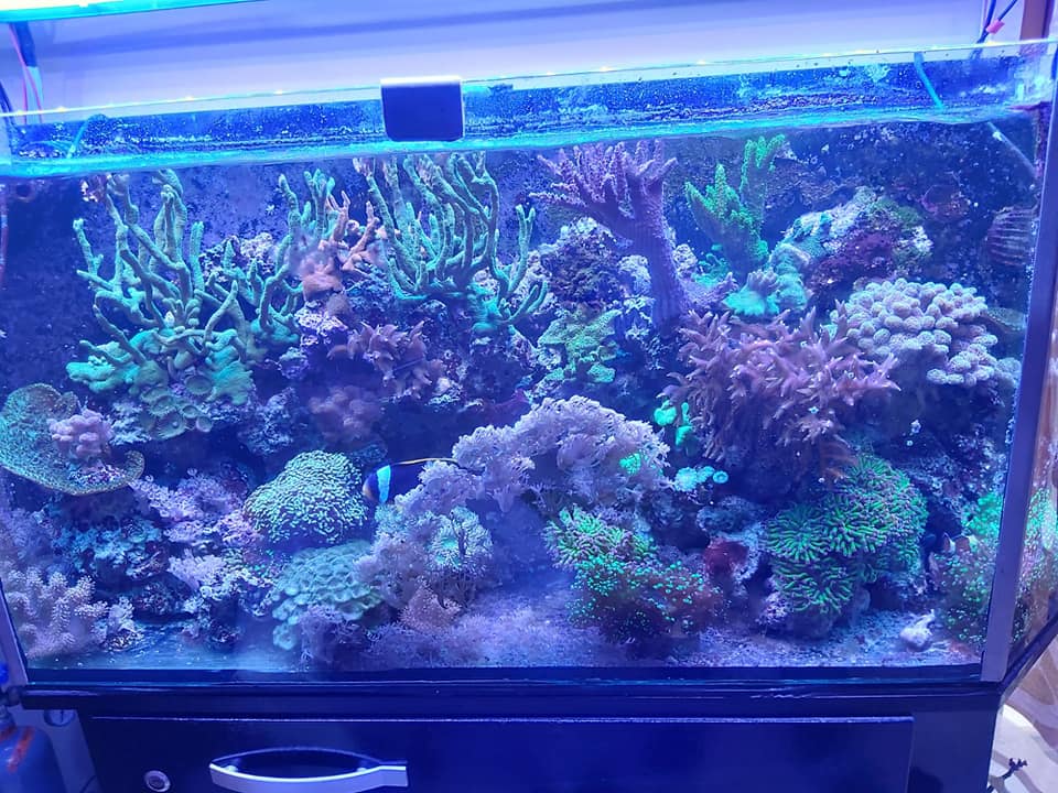 acquario con piante e decorazioni