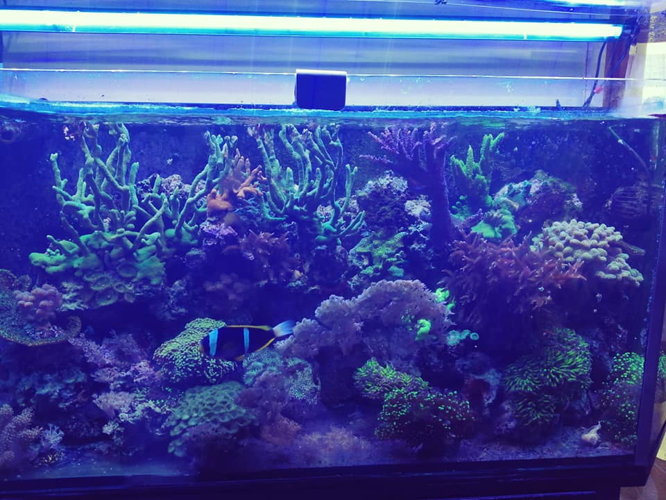 piante marine e elementi di decorazione per al'acquario