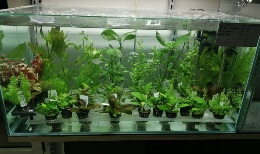 articoli di acquariologia