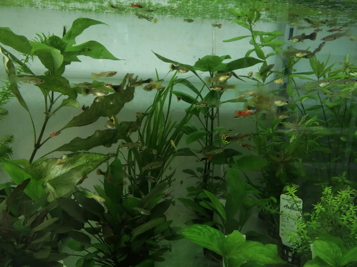 vendita di pesci e acquari di acqua dolce