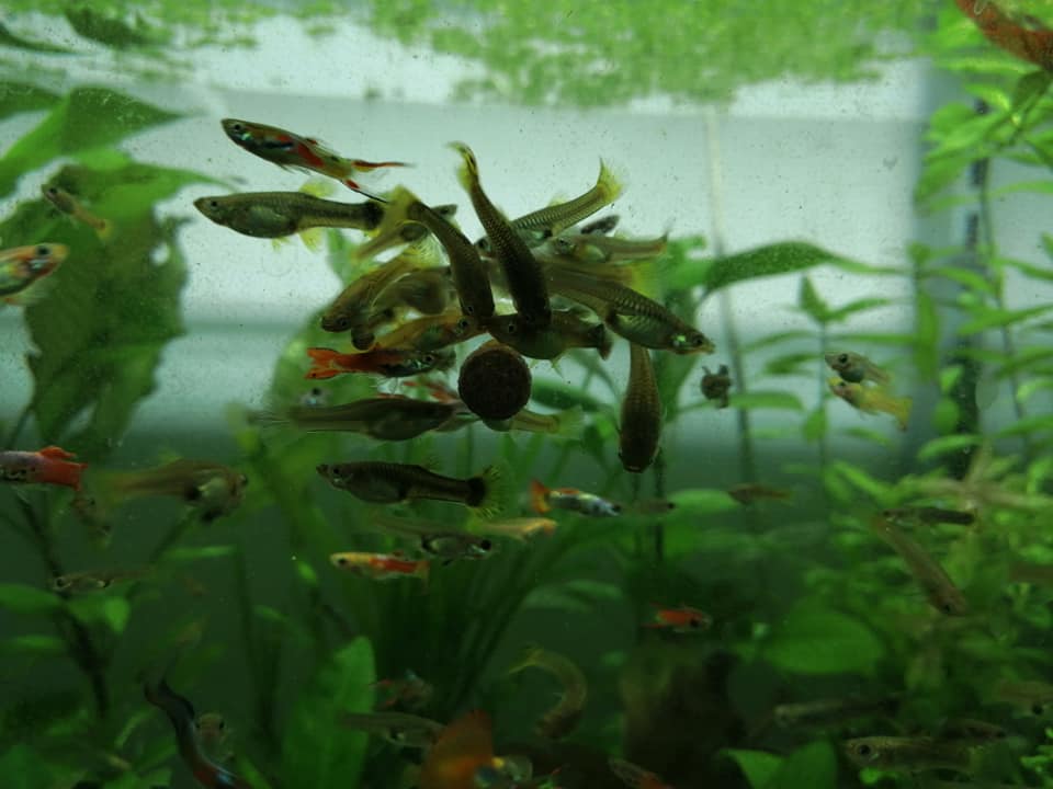 pesci di acqua dolce in acquario