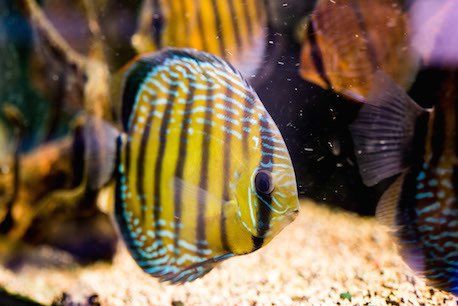 pesce striato giallo e nero