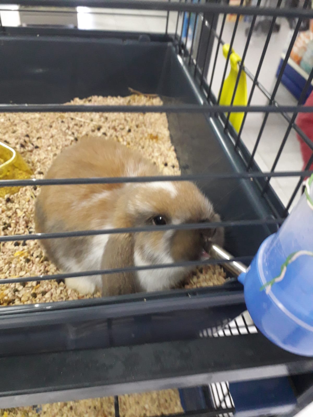 coniglio in gabbia in vendita presso negozio specializzato