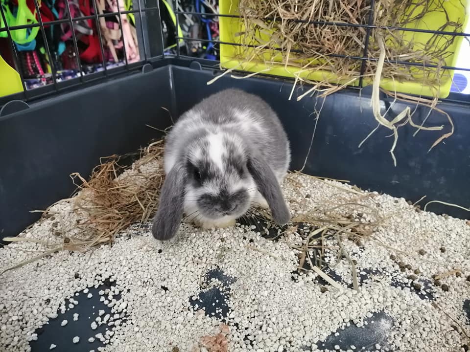 negozio specializzato nella vendita di conigli