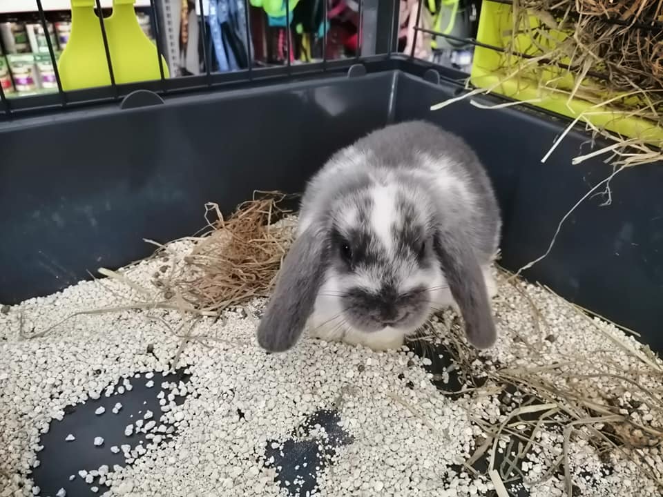 negozio di conigli domestici