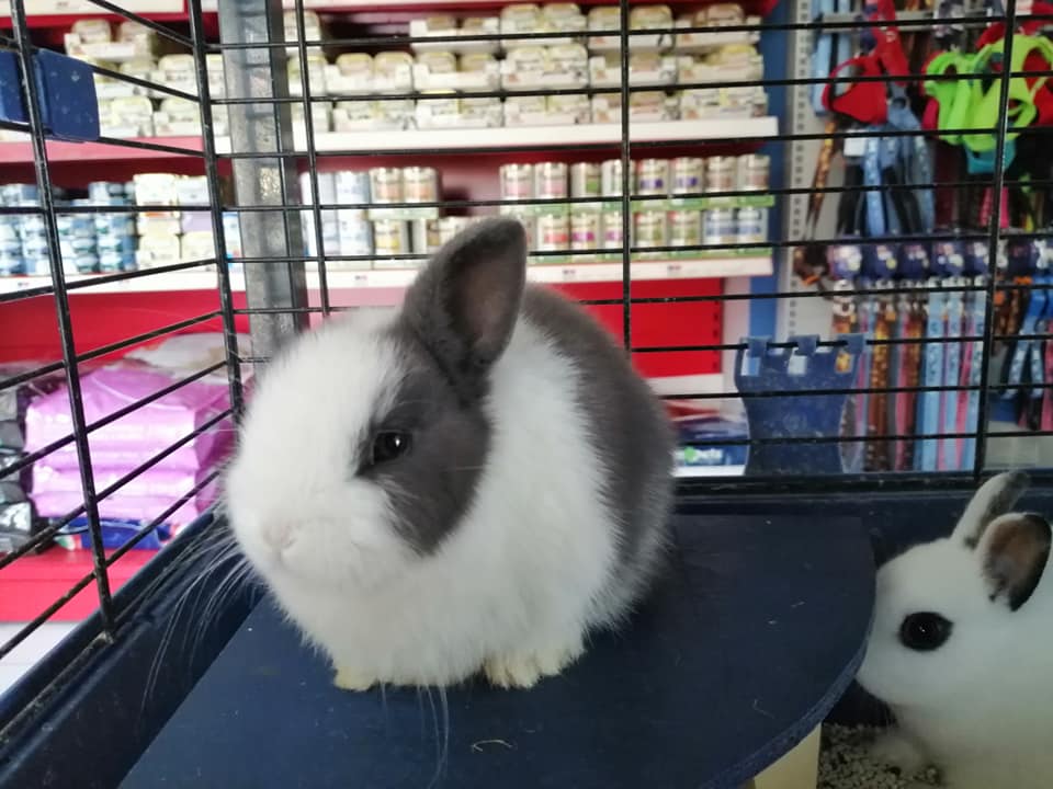 conigli domestici in vendita