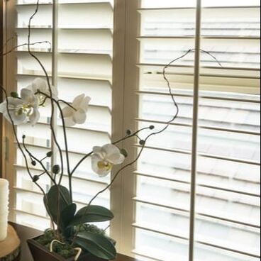 Close up of white flowered potted plant, in front of open white plantation shutters with sun filtering in.