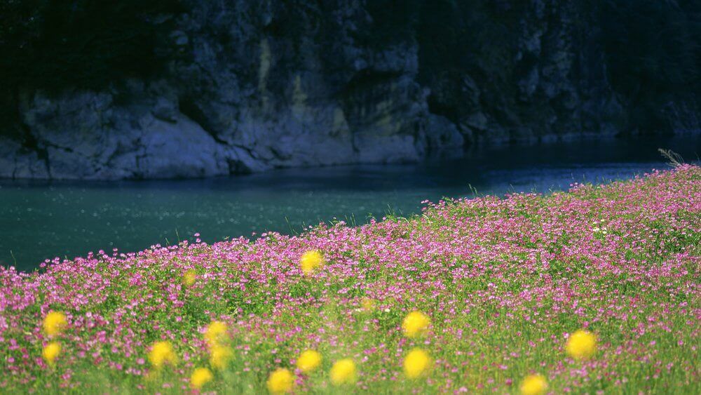 A field of pink flowers and yellow dandelions along a river, with a dark cliff face in the background.