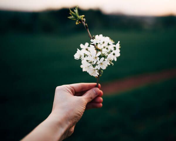 Hand holding delicate white flowers on a branch, green field in the background.