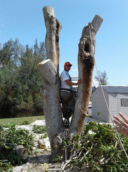 Tree Trimming Goodwin Tree Service